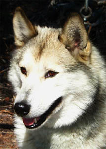 European import Cocu de Cal Segu, Seppala Siberian Sleddog male