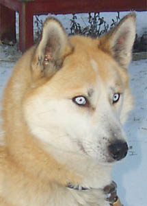 European import Ditko de Cal Segu, Seppala Siberian Sleddog male
