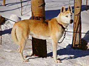 Karcajou's Dreama of Windigo, Seppala Siberian Sleddog