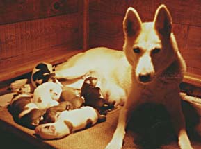 Karcajou's Dreama of Windigo, a Seppala Siberian Sleddog founder