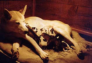 K. Dreama of Windigo with LL litter photo