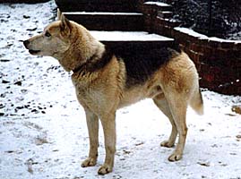 Hercules of Sepp-Alta, a Seppala Siberian Sleddog founder