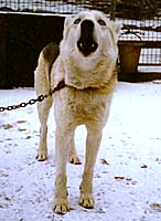 Hercules of Sepp-Alta, a Seppala Siberian Sleddog founder