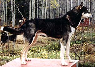 Haakon of Seppala photo