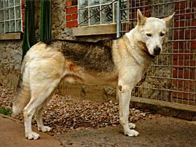 Hercules of Sepp-Alta, Seppala Siberian Sleddog