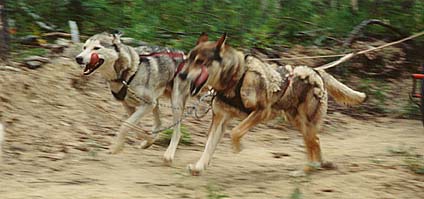 Hurley, a Seppala Siberian Sleddog