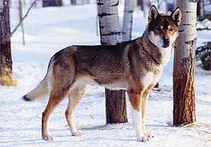 River View's Hurley, Seppala Siberian Sleddog