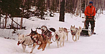 Hurley, a Seppala Siberian Sleddog leader