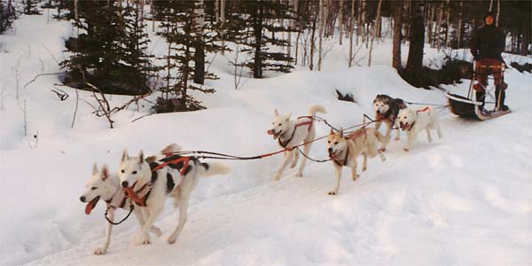 Sepalleo and Sepalluna, Seppala Siberian Sleddog leaders