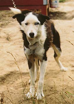 Evita is an example of a part-Seppala racing Siberian Husky