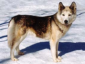 Kidron of Spirit Wind, Seppala Siberian Sleddog