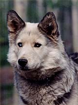 Kidron of Spirit Wind, a Markovo Seppala