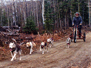 Kidron of Spirit Wind, a Markovo Seppala lead dog