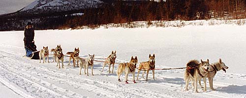 Kidron, a Seppala Siberian Sleddog leader