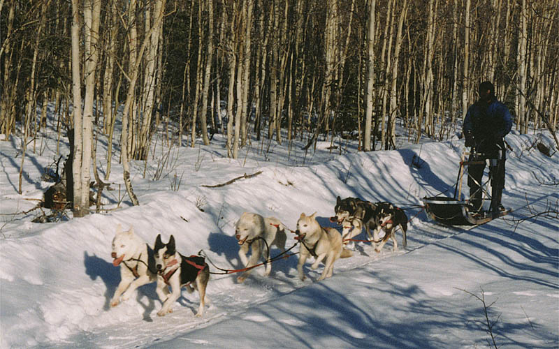 Kolyma of Seppala and Korek of Seppala leading Isa Boucher's team