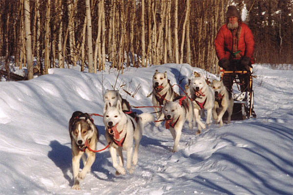 Sepalleo and Markobosco, Seppala Siberian Sleddog leaders