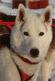 Sepalleo, a Markovo Seppala lead dog