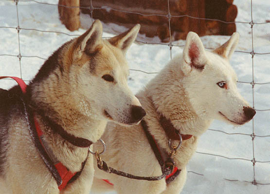 Sepallop and Sepalluna, Markovo Seppala lead dogs