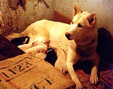 Norde, a Seppala Siberian Sleddog founder