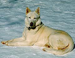 Norde, a Seppala Siberian Sleddog founder