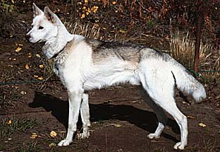 Pavel of Seppala