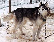 Ninnis Sabrina Two, racing Siberian Husky