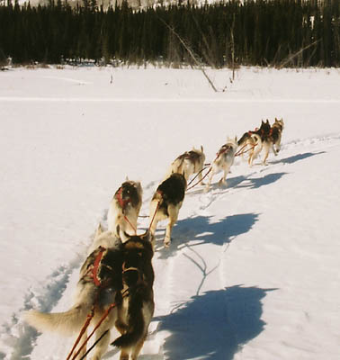 Seppala Kennels team 2002 led by Tonya of Seppala and Happy of Seppala