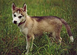 Siberia import Shakal iz Solovyev as a 3-month-old pup