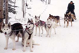 Shakaliz Solovyev and Kidron of Spirit Wind lead Seppala Kennels firewood team