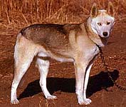 Shango of Markovo photo