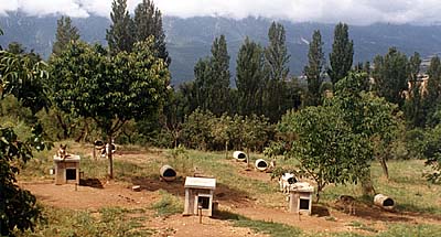 The dogyard in the Pyrenees where the Seppala Siberian Sleddog Project had its beginnings in the early 1990s