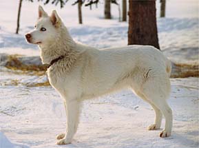 River View's Sprite, a Markovo Seppala