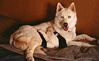 Sprite, a Seppala Siberian Sleddog