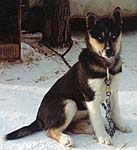 Tonya of Seppala as a three-months puppy