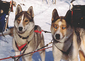 Xpace of Seppalta and Markobosco, Seppala wheel dogs