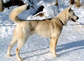 Zar of Seppala photo