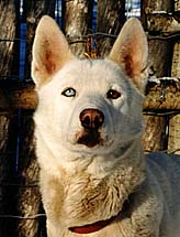 Zirconia of Sepp-Alta, Seppala Siberian Sleddog