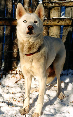 Zirconia of Sepp-Alta, a Markovo Seppala lead dog