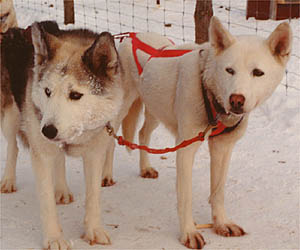 Zirconia and Kidron, Markovo Seppala lead dogs