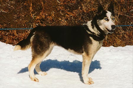 Kolyma of Seppala carries the Scotty genetics forward in today's Seppala Siberian Sleddog