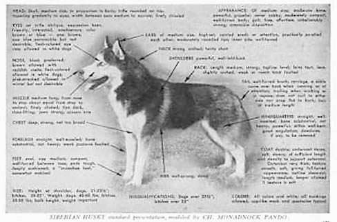 Champion Monadnock's Pando, image of the mainstream Siberian Husky breed from the 1960s onward