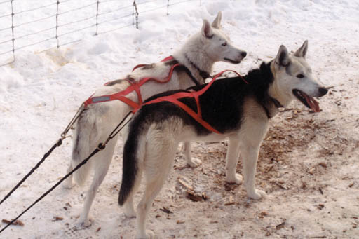 Sepalluna standing quietly in harness with her brother Sepallop after a run