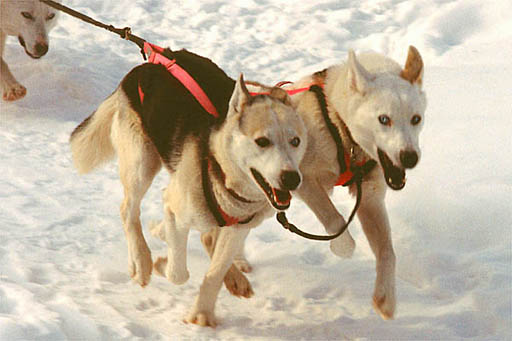 Sepalluna and her brother Sepallop were excellent and enthusiastic lead dogs
