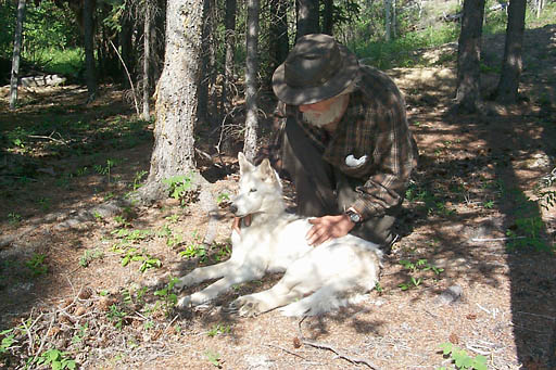 Sepalluna standing quietly in harness with her brother Sepallop after a run