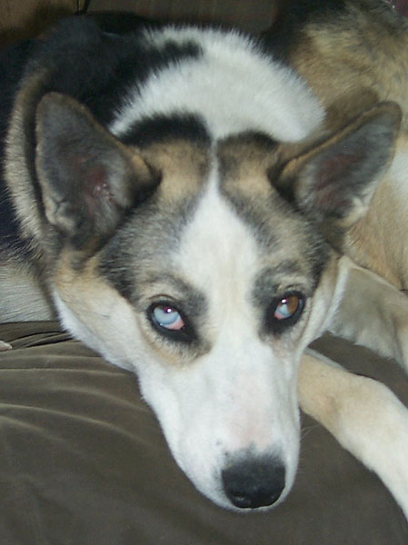 Lizaveta of Seppala head study