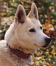 Karcajou's Dreama of Windigo head study