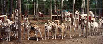 Seppalas at the kennel fence in Canada's Yukon Territory in the early days of Seppala Kennels.