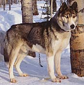 Grizzly of Sepp-Alta, a Seppala Siberian Husky who was very similar to Ditko of Seppala.