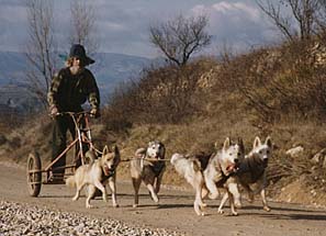 A wheel rig team of Seppala Siberians in Catalunya.