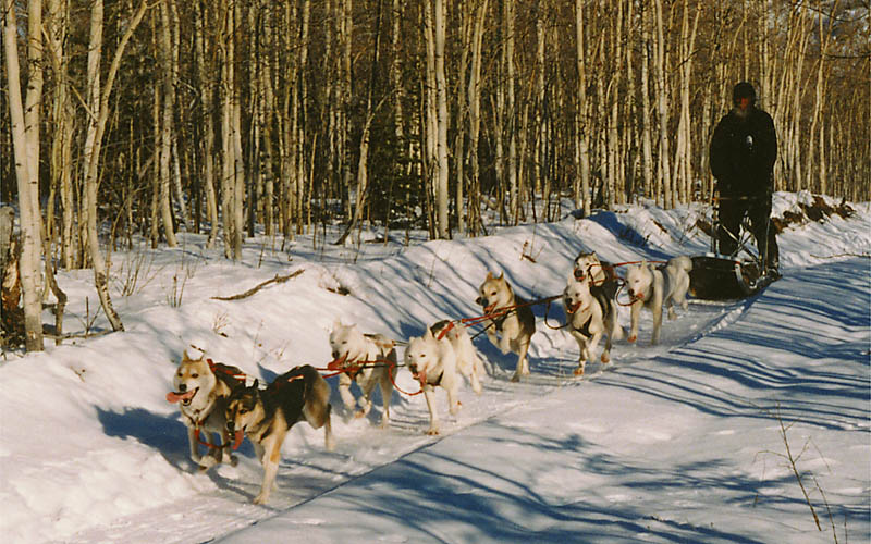 Tonya of Seppala leads the Seppala Kennels 2003 team